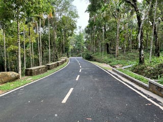 Palmbomen langs een weg in India