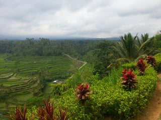 Rijstvelden op Bali