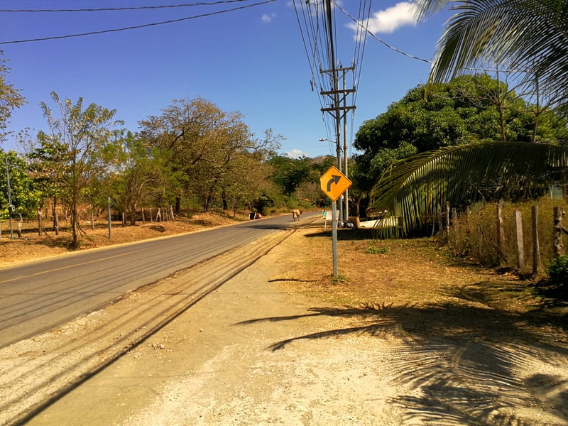 Koe op een straat in een stadje in Costa Rica