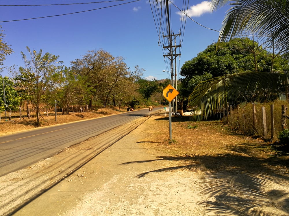 Koe op de weg in Costa-Rica