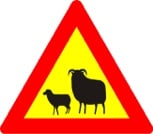 Waarschuwingsbord schapen op de weg, IJsland