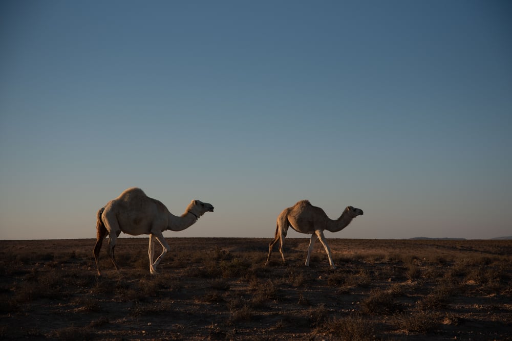 Kamelen roadtrip door de woestijn van Jordanië