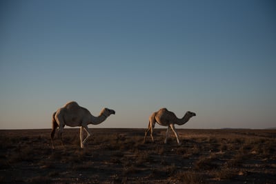 Kamelen roadtrip door de woestijn van Jordanië