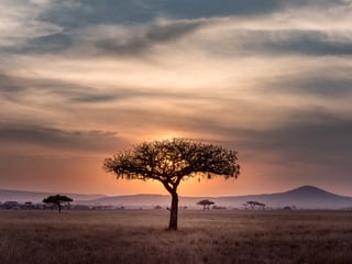 Een eenzame boom op de Afrikaanse savanne gedurende zonsondergang
