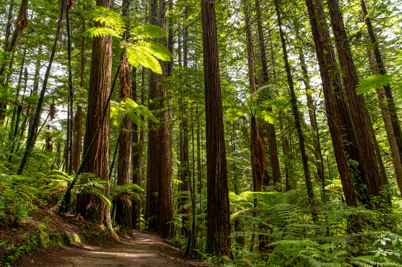 Hiking trail met prachtige hoge bomen in het Rotorura Whakarewarewa woud