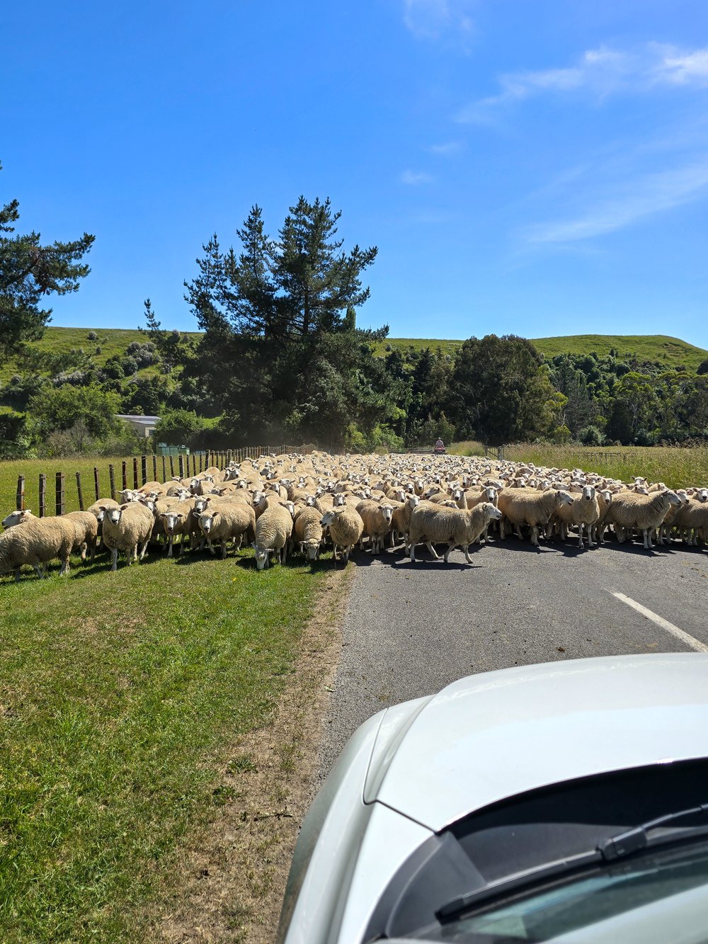 Overstekende kudde schapen terwijl de auto aan komt rijden